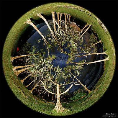 Деревья, Небо, Галактической глаз